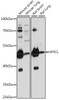 Western blot analysis of extracts of various cell lines, using MYCL antibody (16-536) at 1:1000 dilution.<br/>Secondary antibody: HRP Goat Anti-Rabbit IgG (H+L) at 1:10000 dilution.<br/>Lysates/proteins: 25ug per lane.<br/>Blocking buffer: 3% nonfat dry milk in TBST.<br/>Detection: ECL Basic Kit.<br/>Exposure time: 15s.