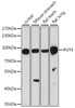 Western blot analysis of extracts of various cell lines, using FUT4 antibody (16-551) at 1:1000 dilution.<br/>Secondary antibody: HRP Goat Anti-Rabbit IgG (H+L) at 1:10000 dilution.<br/>Lysates/proteins: 25ug per lane.<br/>Blocking buffer: 3% nonfat dry milk in TBST.<br/>Detection: ECL Basic Kit.<br/>Exposure time: 30s.