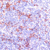 Immunohistochemistry of paraffin-embedded human tonsil using FUT4 antibody (16-551) at dilution of 1:100 (40x lens) .