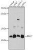 Western blot analysis of extracts of various cell lines, using RPL37 antibody (16-558) at 1:1000 dilution.<br/>Secondary antibody: HRP Goat Anti-Rabbit IgG (H+L) at 1:10000 dilution.<br/>Lysates/proteins: 25ug per lane.<br/>Blocking buffer: 3% nonfat dry milk in TBST.<br/>Detection: ECL Basic Kit.<br/>Exposure time: 90s.