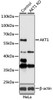 Western blot analysis of extracts from normal (control) and AKT1 knockout (KO) HeLa cells, using AKT1 antibody (16-561) at 1:1000 dilution.<br/>Secondary antibody: HRP Goat Anti-Rabbit IgG (H+L) at 1:10000 dilution.<br/>Lysates/proteins: 25ug per lane.<br/>Blocking buffer: 3% nonfat dry milk in TBST.<br/>Detection: ECL Enhanced Kit.<br/>Exposure time: 3min.
