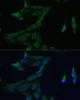 Immunofluorescence analysis of C6 cells using ARL3 Polyclonal Antibody (16-564) at dilution of 1:100 (40x lens) . Blue: DAPI for nuclear staining.