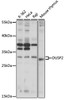 Western blot analysis of extracts of various cell lines, using DUSP2 antibody (16-573) at 1:1000 dilution.<br/>Secondary antibody: HRP Goat Anti-Rabbit IgG (H+L) at 1:10000 dilution.<br/>Lysates/proteins: 25ug per lane.<br/>Blocking buffer: 3% nonfat dry milk in TBST.<br/>Detection: ECL Basic Kit.<br/>Exposure time: 10s.