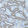 Immunohistochemistry of paraffin-embedded rat kidney using FGD1 antibody (16-578) at dilution of 1:100 (40x lens) .