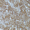 Immunohistochemistry of paraffin-embedded rat heart using FKBP1B antibody (16-579) at dilution of 1:100 (40x lens) .