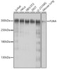 Western blot analysis of extracts of various cell lines, using FLNA antibody (16-580) at 1:1000 dilution.<br/>Secondary antibody: HRP Goat Anti-Rabbit IgG (H+L) at 1:10000 dilution.<br/>Lysates/proteins: 25ug per lane.<br/>Blocking buffer: 3% nonfat dry milk in TBST.<br/>Detection: ECL Basic Kit.<br/>Exposure time: 30s.