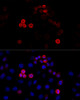 Immunofluorescence analysis of HeLa cells using FLNA antibody (16-580) at dilution of 1:100 (40x lens) . Blue: DAPI for nuclear staining.
