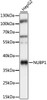 Western blot analysis of extracts of HepG2 cells, using NUBP1 antibody (16-590) at 1:1000 dilution.<br/>Secondary antibody: HRP Goat Anti-Rabbit IgG (H+L) at 1:10000 dilution.<br/>Lysates/proteins: 25ug per lane.<br/>Blocking buffer: 3% nonfat dry milk in TBST.<br/>Detection: ECL Basic Kit.<br/>Exposure time: 1s.