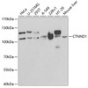 Western blot analysis of extracts of various cell lines, using CTNND1 antibody (16-592) at 1:1000 dilution.<br/>Secondary antibody: HRP Goat Anti-Rabbit IgG (H+L) at 1:10000 dilution.<br/>Lysates/proteins: 25ug per lane.<br/>Blocking buffer: 3% nonfat dry milk in TBST.