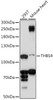 Western blot analysis of extracts of various cell lines, using THBS4 antibody (16-605) at 1:1000 dilution.<br/>Secondary antibody: HRP Goat Anti-Rabbit IgG (H+L) at 1:10000 dilution.<br/>Lysates/proteins: 25ug per lane.<br/>Blocking buffer: 3% nonfat dry milk in TBST.<br/>Detection: ECL Enhanced Kit.<br/>Exposure time: 150s.