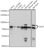 Western blot analysis of extracts of various cell lines, using CUL3 antibody (16-613) at 1:1000 dilution.<br/>Secondary antibody: HRP Goat Anti-Rabbit IgG (H+L) at 1:10000 dilution.<br/>Lysates/proteins: 25ug per lane.<br/>Blocking buffer: 3% nonfat dry milk in TBST.<br/>Detection: ECL Basic Kit.<br/>Exposure time: 1s.