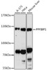 Western blot analysis of extracts of various cell lines, using PPFIBP1 antibody (16-614) at 1:1000 dilution.<br/>Secondary antibody: HRP Goat Anti-Rabbit IgG (H+L) at 1:10000 dilution.<br/>Lysates/proteins: 25ug per lane.<br/>Blocking buffer: 3% nonfat dry milk in TBST.<br/>Detection: ECL Basic Kit.<br/>Exposure time: 90s.