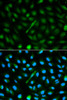 Immunofluorescence analysis of MCF-7 cells using AHSG antibody (16-619) . Blue: DAPI for nuclear staining.