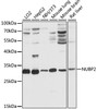 Western blot analysis of extracts of various cell lines, using NUBP2 antibody (16-623) at 1:1000 dilution.<br/>Secondary antibody: HRP Goat Anti-Rabbit IgG (H+L) at 1:10000 dilution.<br/>Lysates/proteins: 25ug per lane.<br/>Blocking buffer: 3% nonfat dry milk in TBST.<br/>Detection: ECL Basic Kit.<br/>Exposure time: 5s.