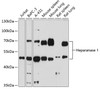 Western blot analysis of extracts of various cells, using Heparanase 1 antibody (16-627) at 1:1000 dilution.<br/>Secondary antibody: HRP Goat Anti-Rabbit IgG (H+L) at 1:10000 dilution.<br/>Lysates/proteins: 25ug per lane.<br/>Blocking buffer: 3% nonfat dry milk in TBST.<br/>Detection: ECL Basic Kit.<br/>Exposure time: 30s.