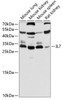 Western blot analysis of extracts of various cell lines, using IL7 antibody (16-631) at 1:500 dilution.<br/>Secondary antibody: HRP Goat Anti-Rabbit IgG (H+L) at 1:10000 dilution.<br/>Lysates/proteins: 25ug per lane.<br/>Blocking buffer: 3% nonfat dry milk in TBST.<br/>Detection: ECL Basic Kit.<br/>Exposure time: 30s.