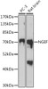 Western blot analysis of extracts of various cell lines, using NGEF antibody (16-635) at 1:1000 dilution.<br/>Secondary antibody: HRP Goat Anti-Rabbit IgG (H+L) at 1:10000 dilution.<br/>Lysates/proteins: 25ug per lane.<br/>Blocking buffer: 3% nonfat dry milk in TBST.<br/>Detection: ECL Basic Kit.<br/>Exposure time: 3min.