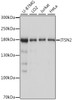Western blot analysis of extracts of various cell lines, using ITSN2 antibody (16-642) at 1:1000 dilution.<br/>Secondary antibody: HRP Goat Anti-Rabbit IgG (H+L) at 1:10000 dilution.<br/>Lysates/proteins: 25ug per lane.<br/>Blocking buffer: 3% nonfat dry milk in TBST.<br/>Detection: ECL Basic Kit.<br/>Exposure time: 1s.