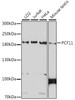 Western blot analysis of extracts of various cell lines, using PCF11 antibody (16-646) at 1:1000 dilution.<br/>Secondary antibody: HRP Goat Anti-Rabbit IgG (H+L) at 1:10000 dilution.<br/>Lysates/proteins: 25ug per lane.<br/>Blocking buffer: 3% nonfat dry milk in TBST.<br/>Detection: ECL Basic Kit.<br/>Exposure time: 90s.