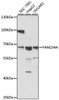 Western blot analysis of extracts of various cell lines, using FAM234A antibody (16-664) at 1:1000 dilution.<br/>Secondary antibody: HRP Goat Anti-Rabbit IgG (H+L) at 1:10000 dilution.<br/>Lysates/proteins: 25ug per lane.<br/>Blocking buffer: 3% nonfat dry milk in TBST.<br/>Detection: ECL Basic Kit.<br/>Exposure time: 3s.