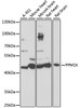 Western blot analysis of extracts of various cell lines, using PPM1K antibody (16-674) at 1:1000 dilution.<br/>Secondary antibody: HRP Goat Anti-Rabbit IgG (H+L) at 1:10000 dilution.<br/>Lysates/proteins: 25ug per lane.<br/>Blocking buffer: 3% nonfat dry milk in TBST.<br/>Detection: ECL Basic Kit.<br/>Exposure time: 1s.