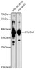 Western blot analysis of extracts of various cell lines, using OTUD6A antibody (16-687) at 1:1000 dilution.<br/>Secondary antibody: HRP Goat Anti-Rabbit IgG (H+L) at 1:10000 dilution.<br/>Lysates/proteins: 25ug per lane.<br/>Blocking buffer: 3% nonfat dry milk in TBST.<br/>Detection: ECL Basic Kit.<br/>Exposure time: 90s.