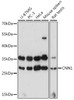 Western blot analysis of extracts of various cell lines, using CNN1 antibody (16-691) at 1:1000 dilution.<br/>Secondary antibody: HRP Goat Anti-Rabbit IgG (H+L) at 1:10000 dilution.<br/>Lysates/proteins: 25ug per lane.<br/>Blocking buffer: 3% nonfat dry milk in TBST.<br/>Detection: ECL Basic Kit.<br/>Exposure time: 60s.