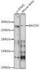 Western blot analysis of extracts of various cell lines, using BAF250 antibody (16-694) at 1:500 dilution.<br/>Secondary antibody: HRP Goat Anti-Rabbit IgG (H+L) at 1:10000 dilution.<br/>Lysates/proteins: 25ug per lane.<br/>Blocking buffer: 3% nonfat dry milk in TBST.<br/>Detection: ECL Basic Kit.<br/>Exposure time: 15s.