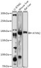 Western blot analysis of extracts of various cell lines, using ATXN2 antibody (16-703) at 1:1000 dilution. <br/>Secondary antibody: HRP Goat Anti-Rabbit IgG (H+L) at 1:10000 dilution.<br/>Lysates/proteins: 25ug per lane.<br/>Blocking buffer: 3% nonfat dry milk in TBST.<br/>Detection: ECL Enhanced Kit.<br/>Exposure time: 30s.