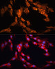 Immunofluorescence analysis of C6 cells using NOTCH1 Polyclonal Antibody (16-707) at dilution of 1:100 (40x lens) . Blue: DAPI for nuclear staining.