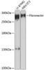 Western blot analysis of extracts of various cell lines, using Fibronectin antibody (16-709) at 1:3000 dilution.<br/>Secondary antibody: HRP Goat Anti-Rabbit IgG (H+L) at 1:10000 dilution.<br/>Lysates/proteins: 25ug per lane.<br/>Blocking buffer: 3% nonfat dry milk in TBST.<br/>Detection: ECL Basic Kit.<br/>Exposure time: 90s.