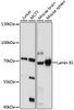 Western blot analysis of extracts of various cell lines, using Lamin B1 antibody (16-711) at 1:1000 dilution.<br/>Secondary antibody: HRP Goat Anti-Rabbit IgG (H+L) at 1:10000 dilution.<br/>Lysates/proteins: 25ug per lane.<br/>Blocking buffer: 3% nonfat dry milk in TBST.<br/>Detection: ECL Basic Kit.<br/>Exposure time: 10s.