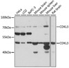 Western blot analysis of extracts of various cell lines, using CDKL3 antibody (16-715) at 1:1000 dilution.<br/>Secondary antibody: HRP Goat Anti-Rabbit IgG (H+L) at 1:10000 dilution.<br/>Lysates/proteins: 25ug per lane.<br/>Blocking buffer: 3% nonfat dry milk in TBST.<br/>Detection: ECL Basic Kit.<br/>Exposure time: 30s.