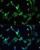 Immunofluorescence analysis of NIH/3T3 using VEGFA antibody (16-722) at dilution of 1:100. Blue: DAPI for nuclear staining.