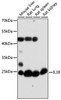 Western blot analysis of extracts of various cell lines, using IL18 antibody (16-736) at 1:1000 dilution.<br/>Secondary antibody: HRP Goat Anti-Rabbit IgG (H+L) at 1:10000 dilution.<br/>Lysates/proteins: 25ug per lane.<br/>Blocking buffer: 3% nonfat dry milk in TBST.<br/>Detection: ECL Basic Kit.<br/>Exposure time: 60s.