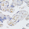 Immunohistochemistry of paraffin-embedded human placenta using BMPR2 antibody (16-748) at dilution of 1:100 (40x lens) .