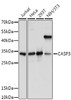 Western blot analysis of extracts of various cell lines, using CASP3 antibody (16-751) at 1:1000 dilution.<br/>Secondary antibody: HRP Goat Anti-Rabbit IgG (H+L) at 1:10000 dilution.<br/>Lysates/proteins: 25ug per lane.<br/>Blocking buffer: 3% nonfat dry milk in TBST.<br/>Detection: ECL Basic Kit.<br/>Exposure time: 5s.