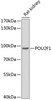 Western blot analysis of extracts of rat kidney, using POU2F1 antibody (16-764) at 1:1000 dilution.<br/>Secondary antibody: HRP Goat Anti-Rabbit IgG (H+L) at 1:10000 dilution.<br/>Lysates/proteins: 25ug per lane.<br/>Blocking buffer: 3% nonfat dry milk in TBST.<br/>Detection: ECL Basic Kit.<br/>Exposure time: 15s.