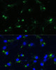 Immunofluorescence analysis of NIH-3T3 cells using ENO1 antibody (16-771) at dilution of 1:100. Blue: DAPI for nuclear staining.