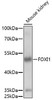 Western blot analysis of extracts of mouse kidney, using FOXI1 antibody (16-774) at 1:1000 dilution.<br/>Secondary antibody: HRP Goat Anti-Rabbit IgG (H+L) at 1:10000 dilution.<br/>Lysates/proteins: 25ug per lane.<br/>Blocking buffer: 3% nonfat dry milk in TBST.<br/>Detection: ECL Basic Kit.<br/>Exposure time: 10s.