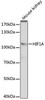 Western blot analysis of extracts of mouse kidney, using HIF1A antibody (16-781) at 1:1000 dilution.<br/>Secondary antibody: HRP Goat Anti-Rabbit IgG (H+L) at 1:10000 dilution.<br/>Lysates/proteins: 25ug per lane.<br/>Blocking buffer: 3% nonfat dry milk in TBST.<br/>Detection: ECL Basic Kit.<br/>Exposure time: 5s.