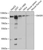 Western blot analysis of extracts of various cell lines, using EWSR1 Antibody (16-791) at 1:1000 dilution.<br/>Secondary antibody: HRP Goat Anti-Rabbit IgG (H+L) at 1:10000 dilution.<br/>Lysates/proteins: 25ug per lane.<br/>Blocking buffer: 3% nonfat dry milk in TBST.<br/>Detection: ECL Basic Kit.<br/>Exposure time: 1s.