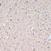 Immunohistochemistry of paraffin-embedded rat brain using MAG antibody (16-797) at dilution of 1:200 (40x lens) .
