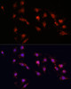 Immunofluorescence analysis of C6 cells using Ki67 antibody (16-798) at dilution of 1:100. Blue: DAPI for nuclear staining.