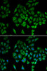 Immunofluorescence analysis of U2OS cells using NDUFS1 antibody (16-802) . Blue: DAPI for nuclear staining.