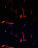 Immunofluorescence analysis of NIH/3T3 cells using NFKBIA antibody (16-804) at dilution of 1:100. Blue: DAPI for nuclear staining.