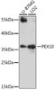 Western blot analysis of extracts of various cell lines, using PEX10 antibody (16-810) at 1:1000 dilution.<br/>Secondary antibody: HRP Goat Anti-Rabbit IgG (H+L) at 1:10000 dilution.<br/>Lysates/proteins: 25ug per lane.<br/>Blocking buffer: 3% nonfat dry milk in TBST.<br/>Detection: ECL Basic Kit.<br/>Exposure time: 30s.