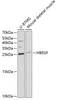 Western blot analysis of extracts of various cell lines, using HBEGF antibody (16-811) at 1:1000 dilution.<br/>Secondary antibody: HRP Goat Anti-Rabbit IgG (H+L) at 1:10000 dilution.<br/>Lysates/proteins: 25ug per lane.<br/>Blocking buffer: 3% nonfat dry milk in TBST.