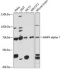 Western blot analysis of extracts of various cell lines, using AMPK alpha 1 antibody (16-814) at 1:1000 dilution.<br/>Secondary antibody: HRP Goat Anti-Rabbit IgG (H+L) at 1:10000 dilution.<br/>Lysates/proteins: 25ug per lane.<br/>Blocking buffer: 3% nonfat dry milk in TBST.<br/>Detection: ECL Enhanced Kit.<br/>Exposure time: 3min.