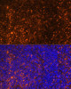 Immunofluorescence analysis of rat spleen using CCL19 Polyclonal Antibody (16-819) at dilution of 1:100 (40x lens) . Blue: DAPI for nuclear staining.